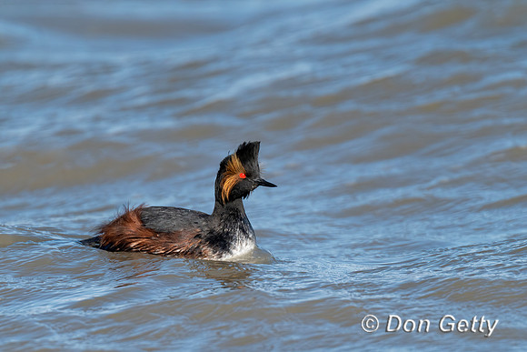 Eared Grebe