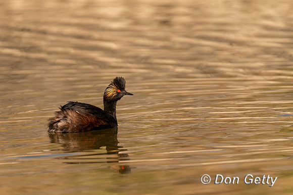 Eared Grebe