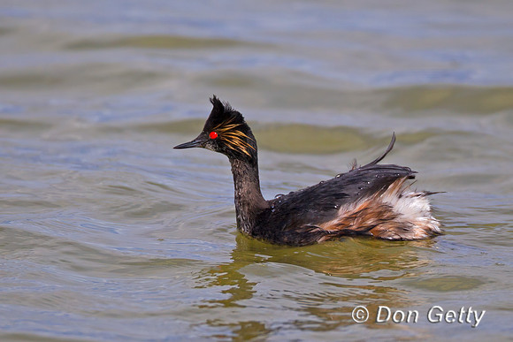 Eared Grebe
