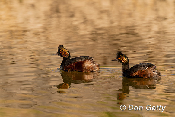 Eared Grebe