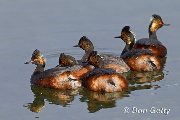 Eared Grebe