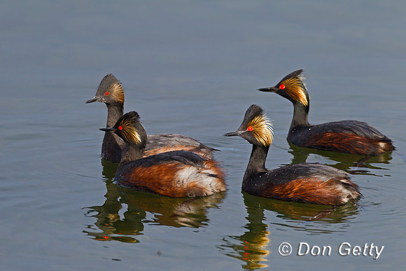 Eared Grebe