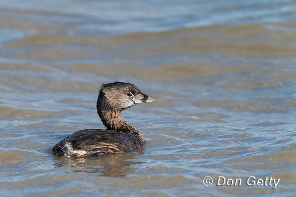 Pied-billed Grebe