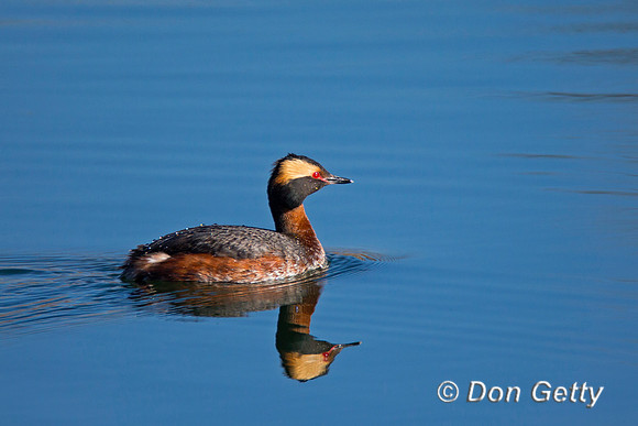 Horned Grebe