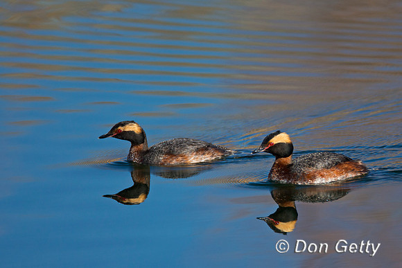 Horned Grebe