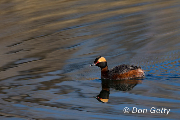 Horned Grebe