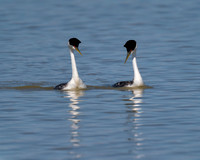 Western Grebe