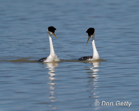 Western Grebe