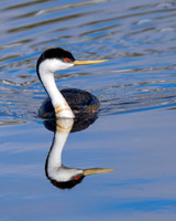 Western Grebe