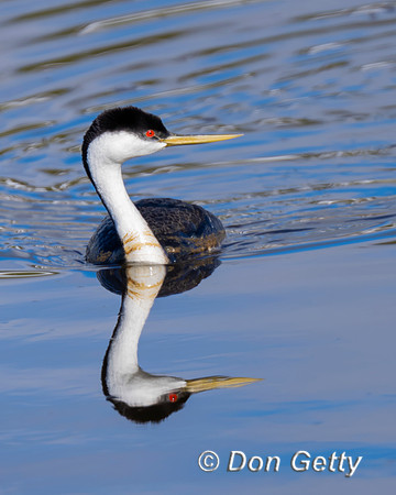 Western Grebe