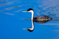 Western Grebe