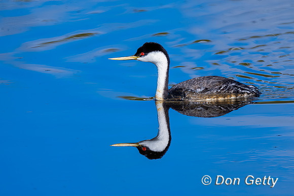 Western Grebe