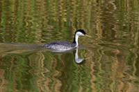 Western Grebe