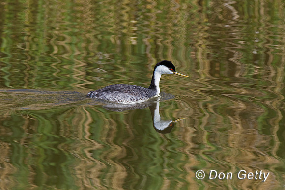 Western Grebe