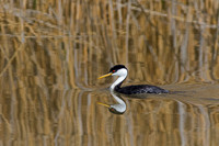 Western Grebe