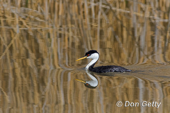 Western Grebe