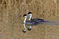 Western Grebe
