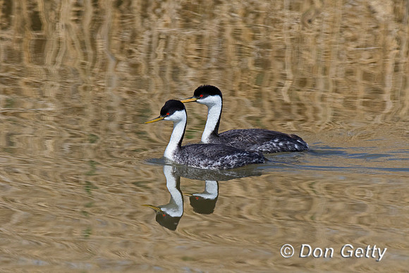 Western Grebe