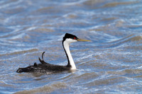 Western Grebe