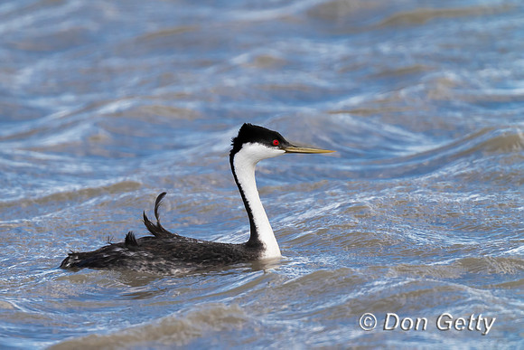 Western Grebe