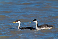 Western Grebe