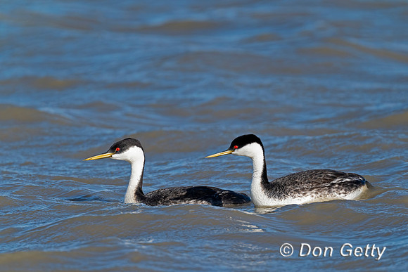 Western Grebe