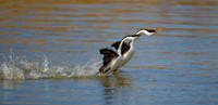 Utah, Bear River Bird Refuge