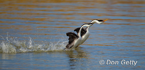 Western Grebe