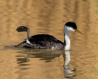 Western Grebe