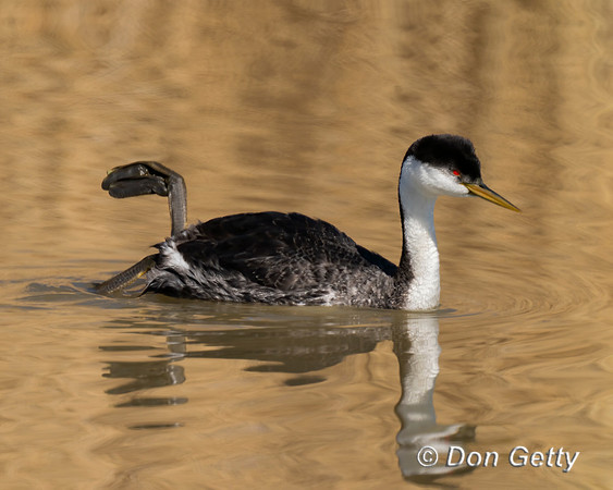 Western Grebe