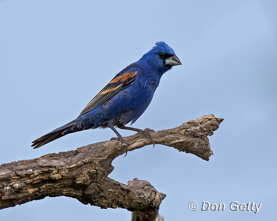 Blue Grosbeak