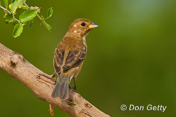 Blue Grosbeak