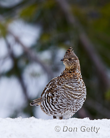 Ruffed Grouse