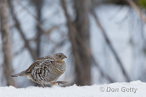 Ruffed Grouse