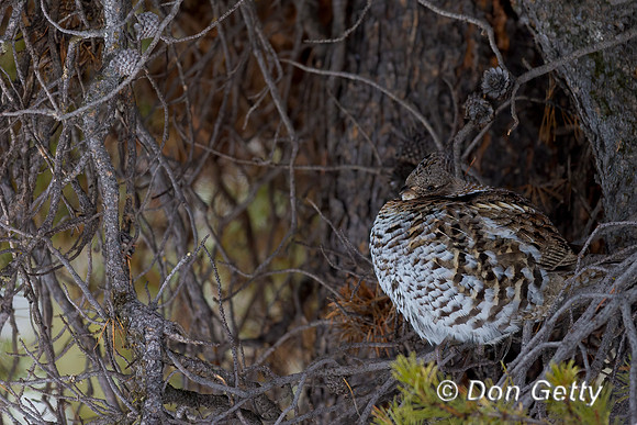 Ruffed Grouse
