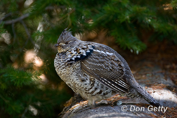 Ruffed Grouse