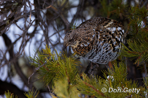 Ruffed Grouse