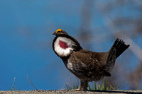 Dusky Grouse