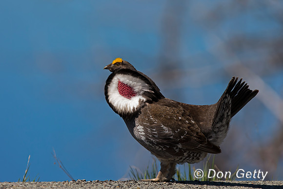 Dusky Grouse