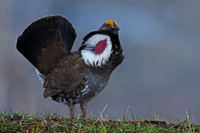 Dusky Grouse