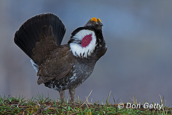 Dusky Grouse