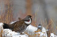 Dusky Grouse