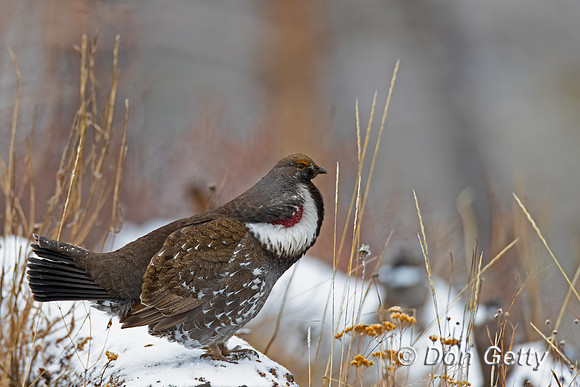 Dusky Grouse