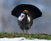 Dusky Grouse