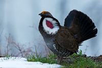 Dusky Grouse