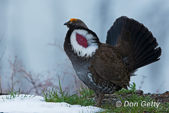 Dusky Grouse