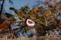 Dusky Grouse