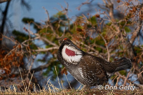Dusky Grouse
