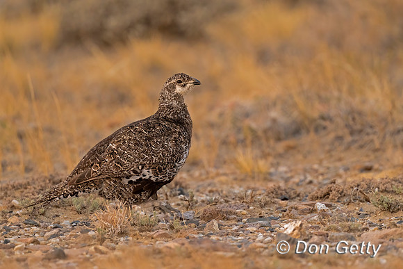 Greater Sage Grouse