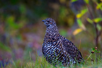 Spruce Grouse